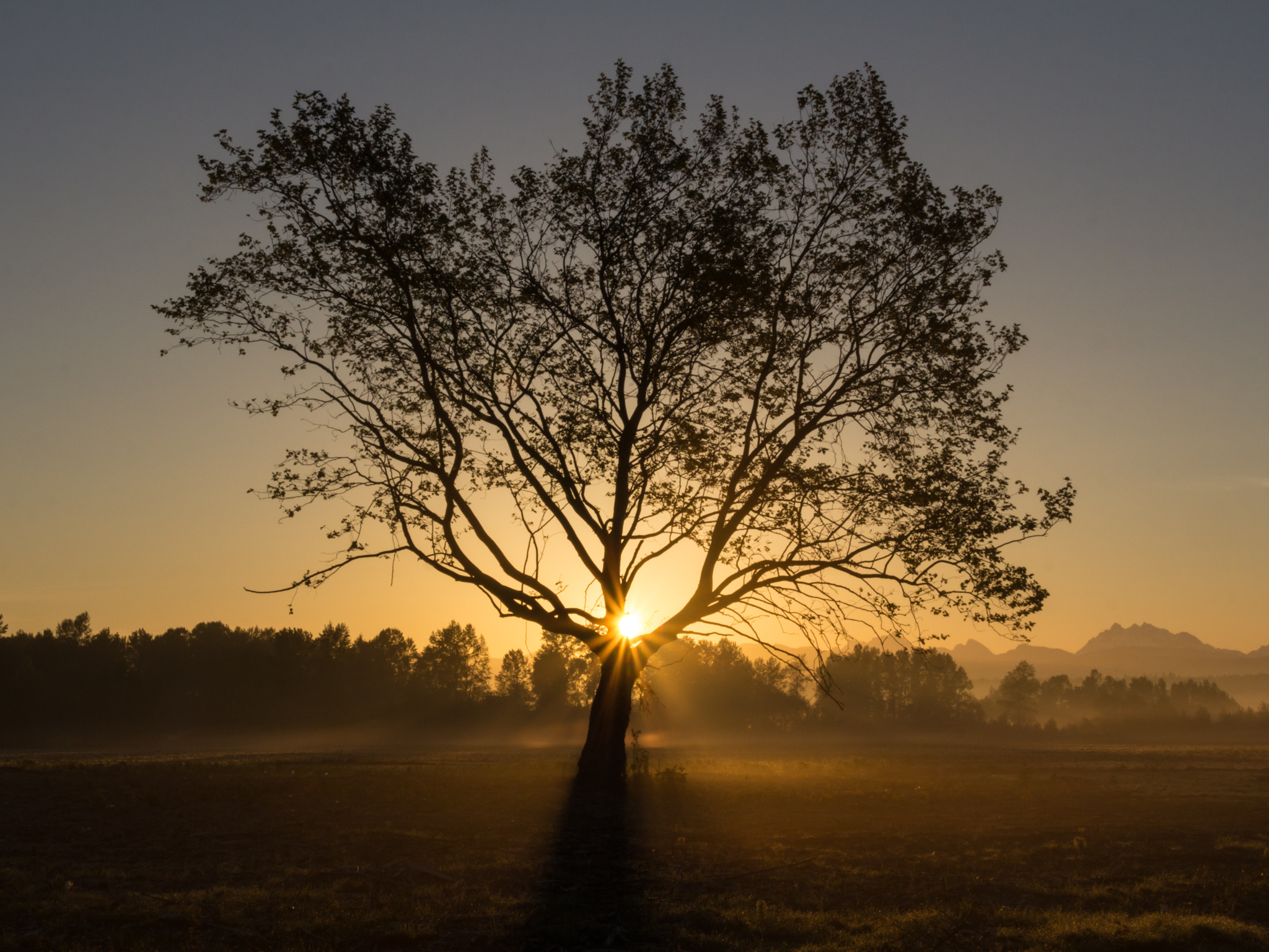 A silhouetted tree with orange sunrise and beams of light.